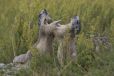 Les Marmottes de Beuil